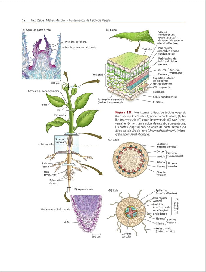 Livro Fisiologia e Desenvolvimento Vegetal 7° Edição