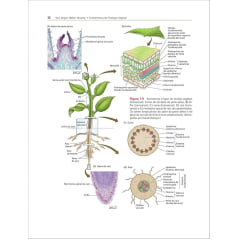 Livro - Fisiologia e Desenvolvimento Vegetal 7° Edição